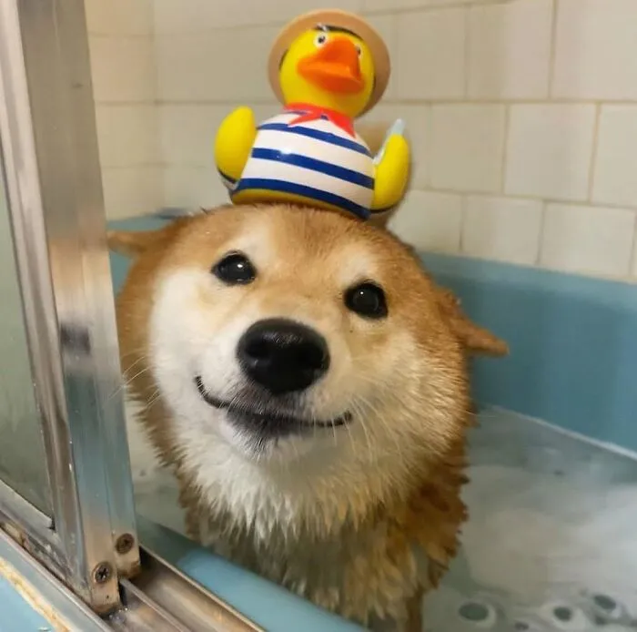 36 Pics Shared By ‘WeRateDogs’ That Show Pups Being Overly Dramatic About Bath Time