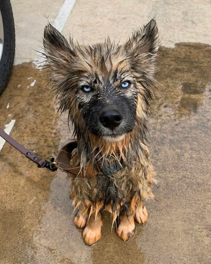 36 Pics Shared By ‘WeRateDogs’ That Show Pups Being Overly Dramatic About Bath Time