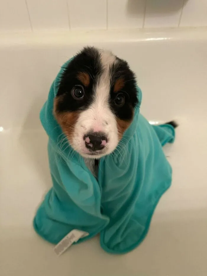 36 Pics Shared By ‘WeRateDogs’ That Show Pups Being Overly Dramatic About Bath Time