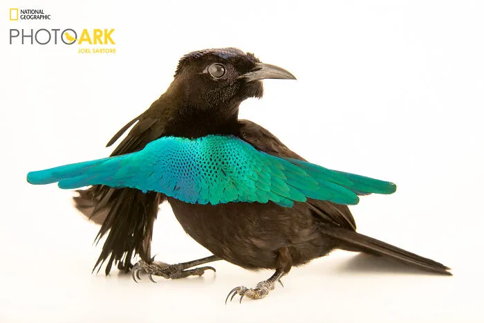 A Lesser Superb Bird-Of-Paradise (Lophorina Minor)