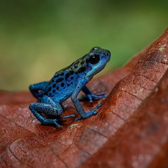 Blue Poison Dart Frog