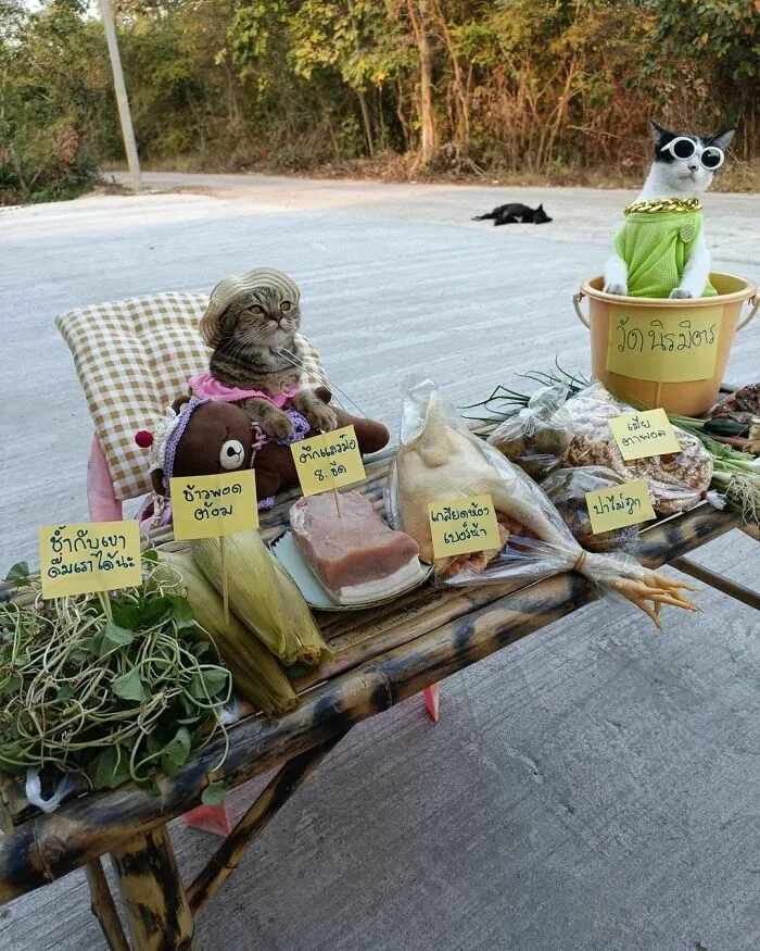 44 Times Cats Joined The Workforce And Immediately Became The Boss, As Shared By This Community