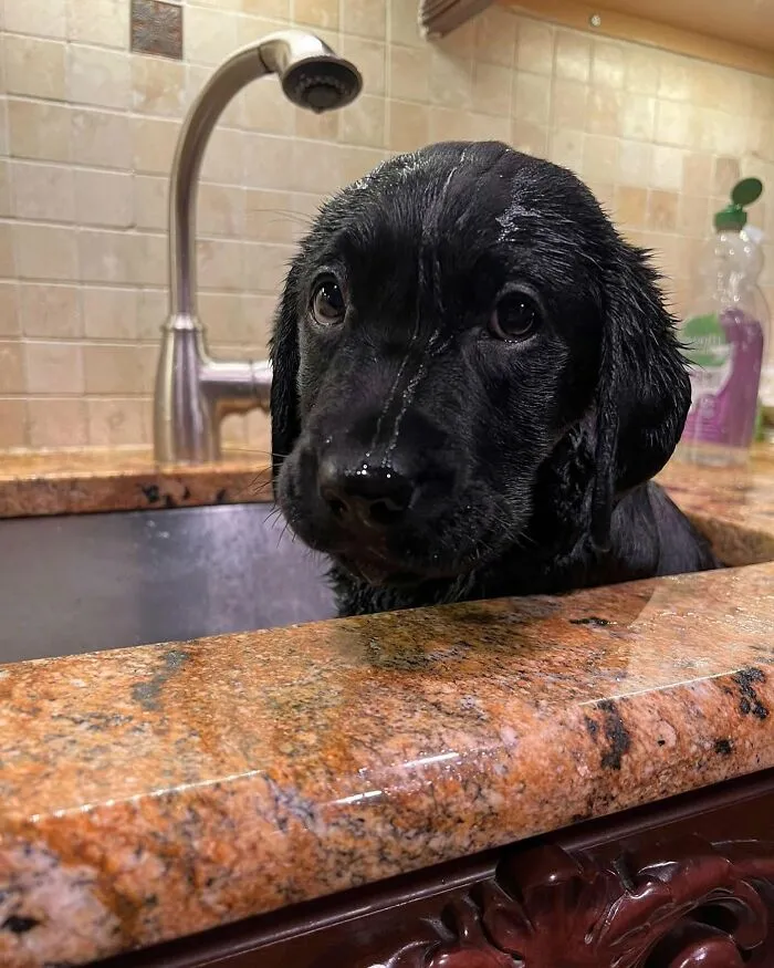 36 Pics Shared By ‘WeRateDogs’ That Show Pups Being Overly Dramatic About Bath Time