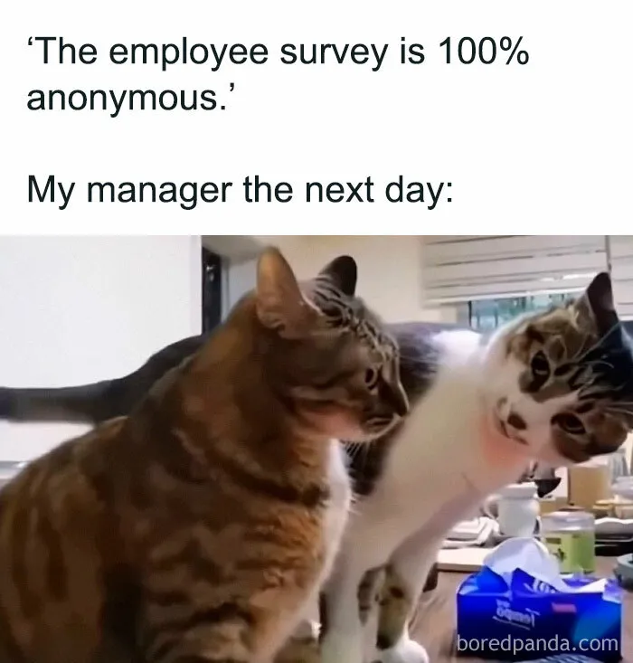 78 Funny Animal Memes That Might Just Improve Your Mood