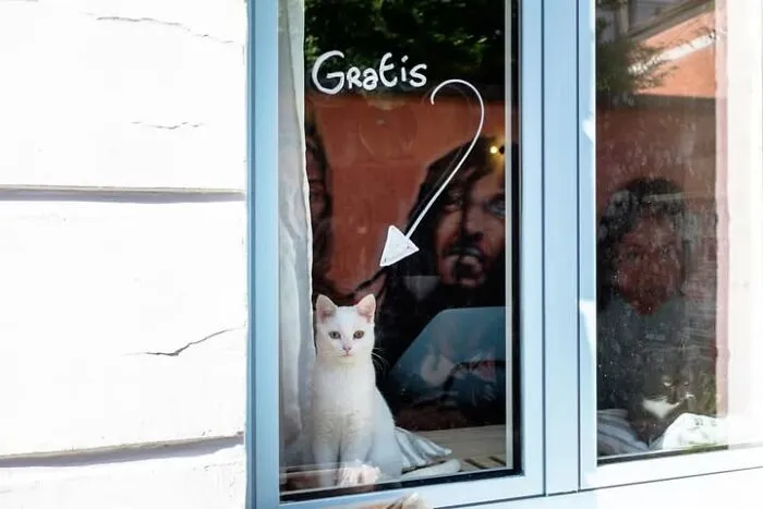 This Street Photographer Took 26 Pics Capturing Animals’ Odd And Hilarious Moments