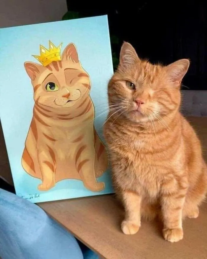This Page Shared 51 Photos Of Silly Cats Doing Whatever They Want