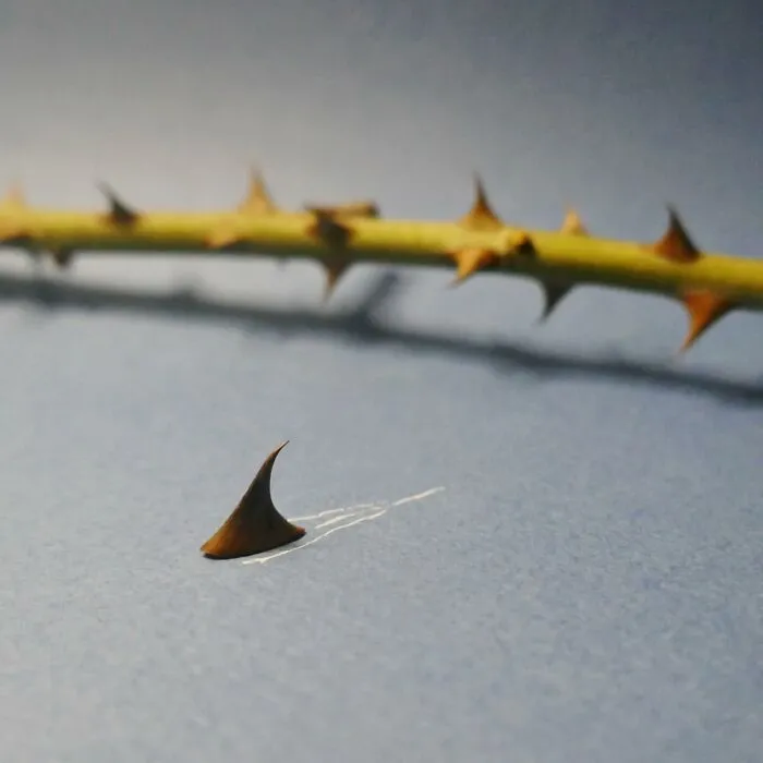 A single thorn becomes a shark fin in a creative playful illustration.