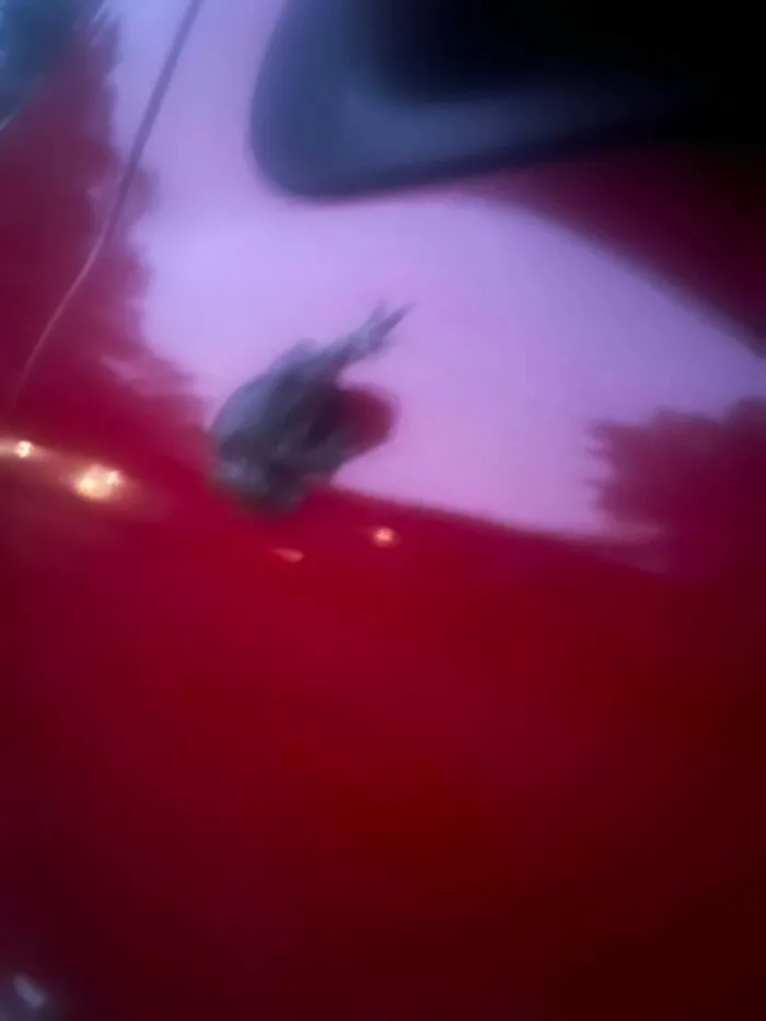 Blurry wildlife photo of small frog on red surface