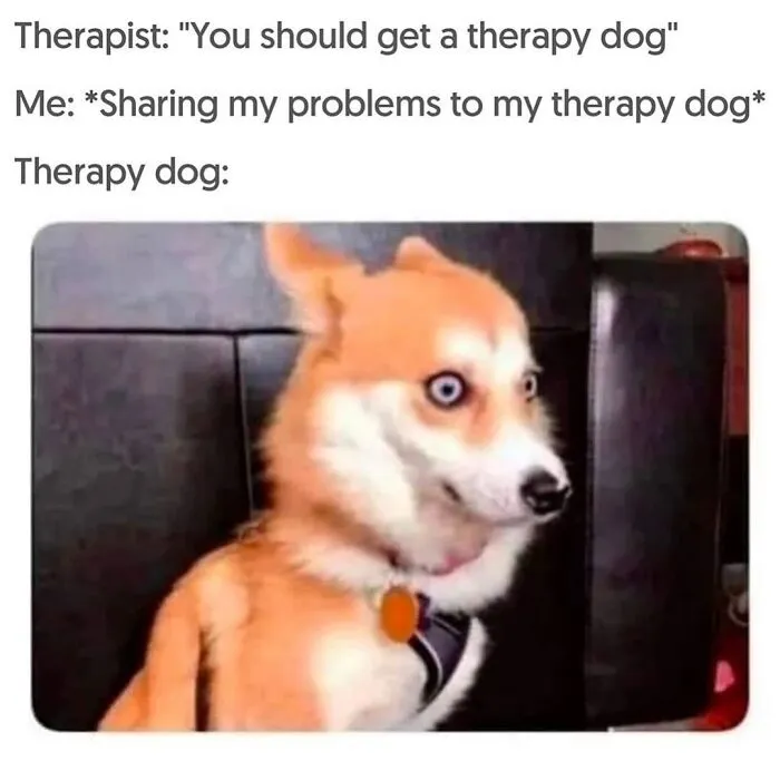 Hilarious dog memes: A therapy dog sits with wide, slightly bulging eyes, looking bewildered at its owner.