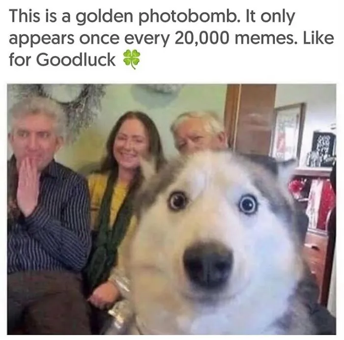 A husky with wide, surprised eyes photobombing a picture of three smiling people. A hilarious dog meme.