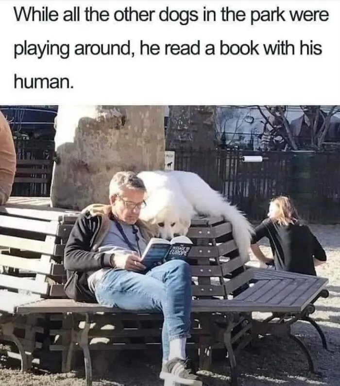 A man reading a book on a park bench with a large white dog lying on the backrest, looking over his shoulder. A funny dog meme.