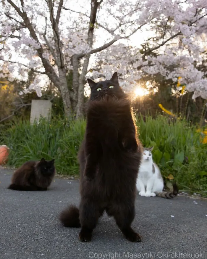 50 Black Cats Caught In Funny, Curious, And Unexpected Moments By Masayuki Oki