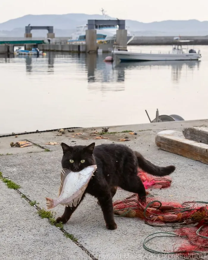 50 Black Cats Caught In Funny, Curious, And Unexpected Moments By Masayuki Oki