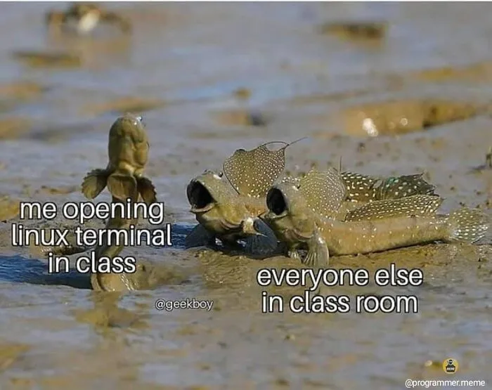 Opening Linux terminal in class reaction meme with fish