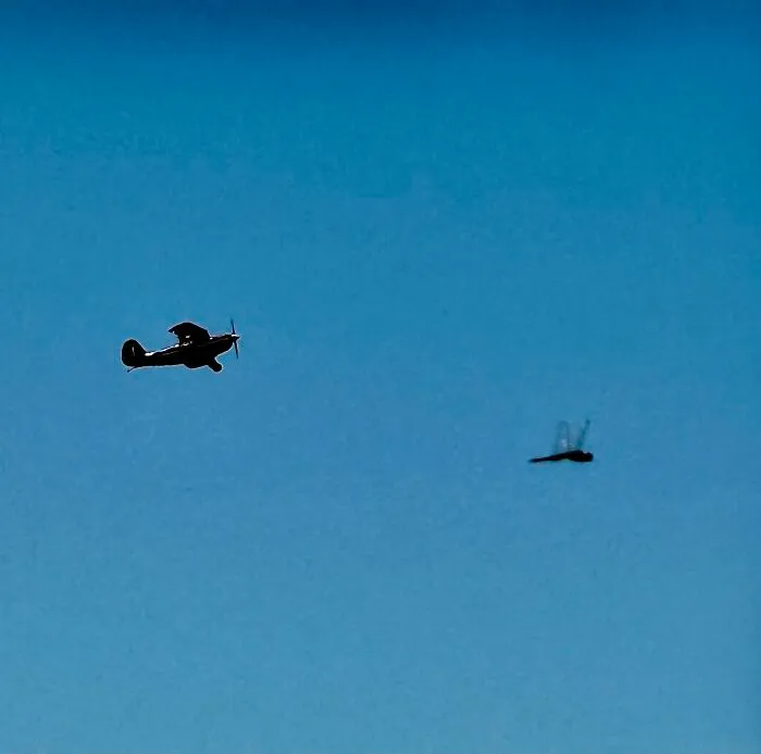 Wildlife photo of airplane and dragonfly in sky with wildlife contrast