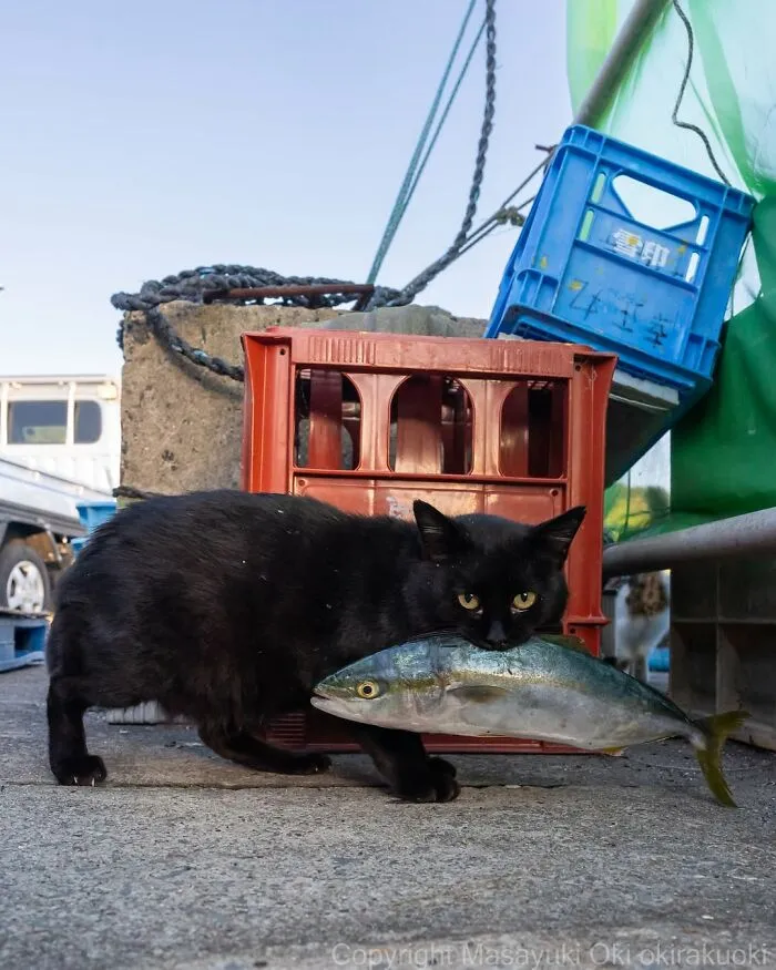 50 Black Cats Caught In Funny, Curious, And Unexpected Moments By Masayuki Oki