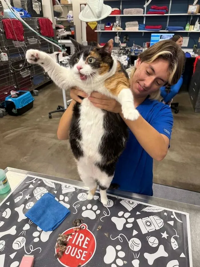 This Page Shared 45 Pics Of Cats Who Turned Routine Vet Visits Into Comedy