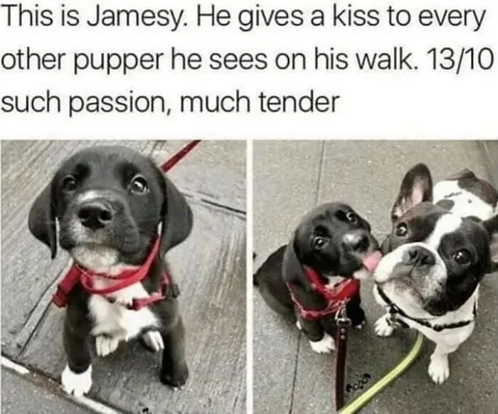 Hilarious dog meme: A black puppy, Jamesy, gives a kiss to a French bulldog during a walk.