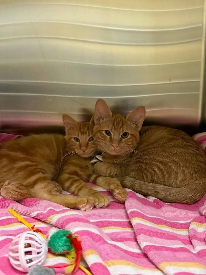 This Page Shared 45 Pics Of Cats Who Turned Routine Vet Visits Into Comedy