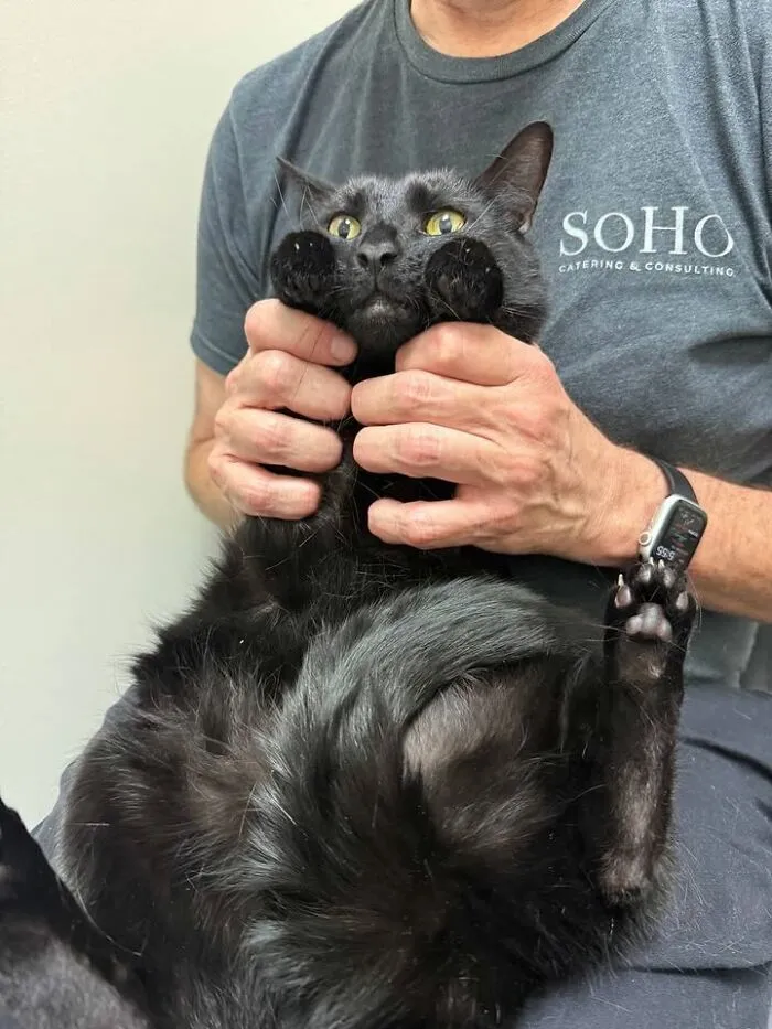 This Page Shared 45 Pics Of Cats Who Turned Routine Vet Visits Into Comedy