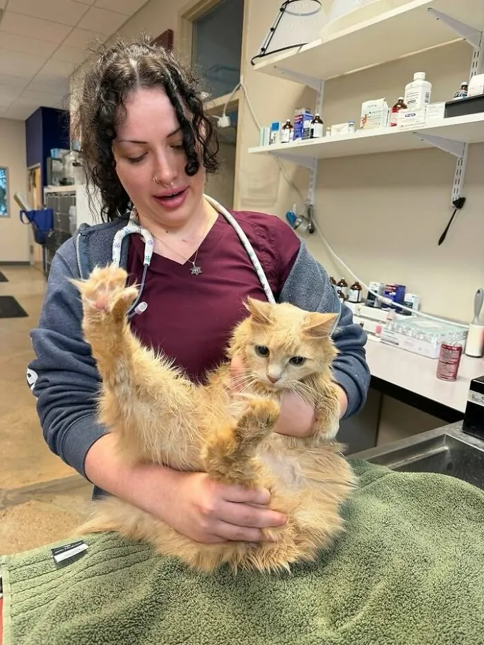 This Page Shared 45 Pics Of Cats Who Turned Routine Vet Visits Into Comedy