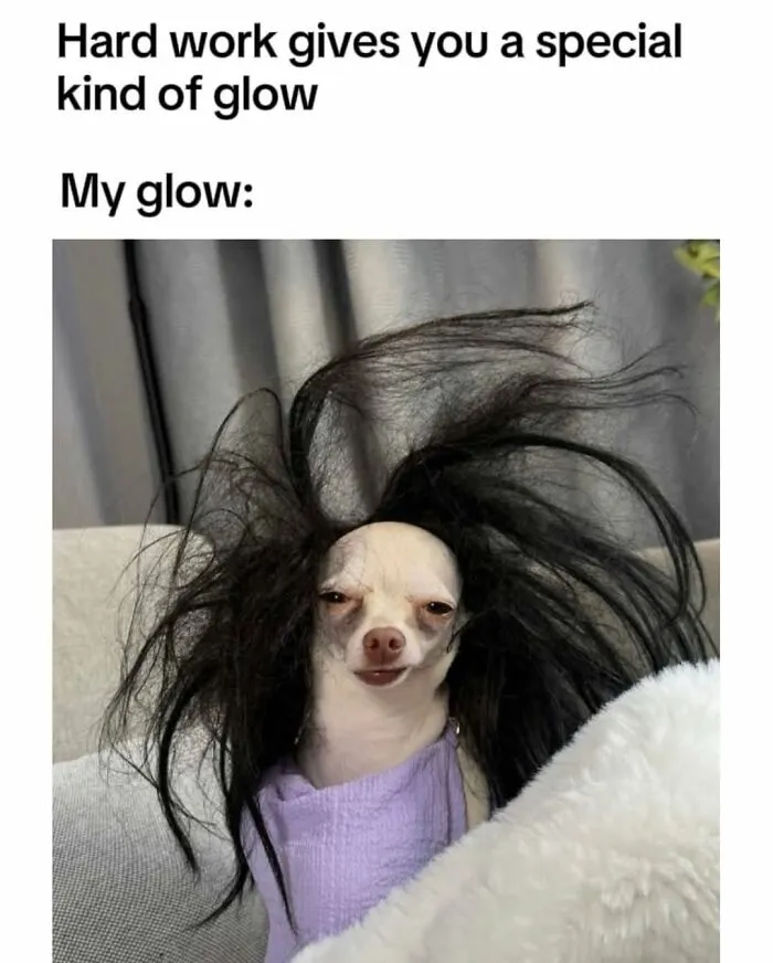 Hilarious dog meme: A small chihuahua with wild, disheveled dark hair, humorously depicting a messy look.