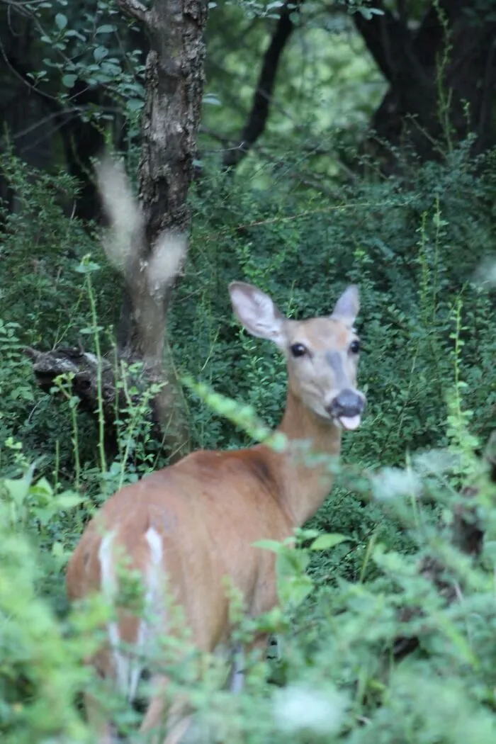 Wildlife photo of deer sticking out tongue in forest greenery