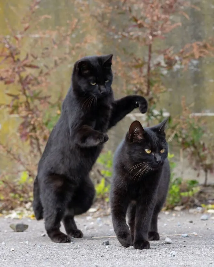 50 Black Cats Caught In Funny, Curious, And Unexpected Moments By Masayuki Oki