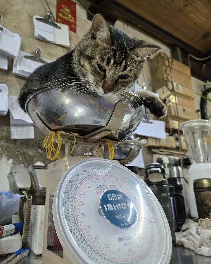 44 Times Cats Joined The Workforce And Immediately Became The Boss, As Shared By This Community