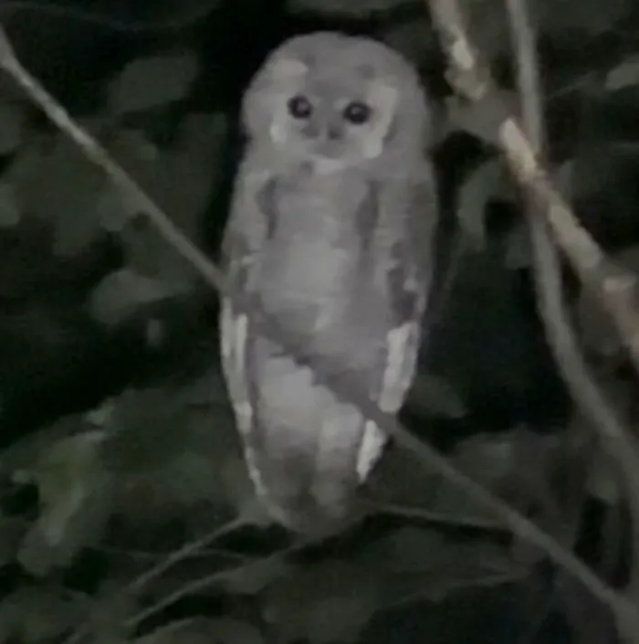 Wildlife photo of owl perched on branch at night