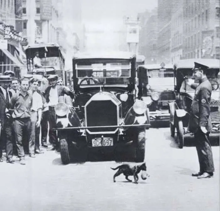 A historic 1920s vintage photo showing a police officer stopping traffic for a mother cat carrying her kitten