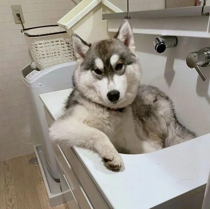 36 Pics Shared By ‘WeRateDogs’ That Show Pups Being Overly Dramatic About Bath Time