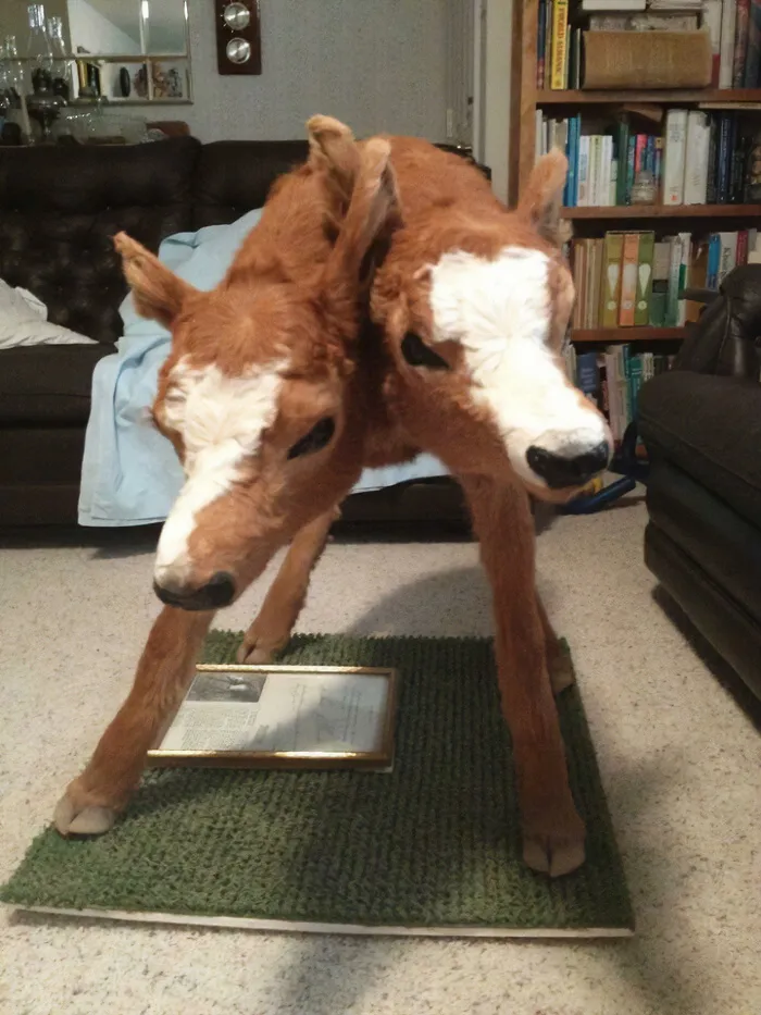 One Of My Grandpa’s Cows (He’s A Rancher) Gave Birth To This Two-Headed Fella Back In The 1980’s
