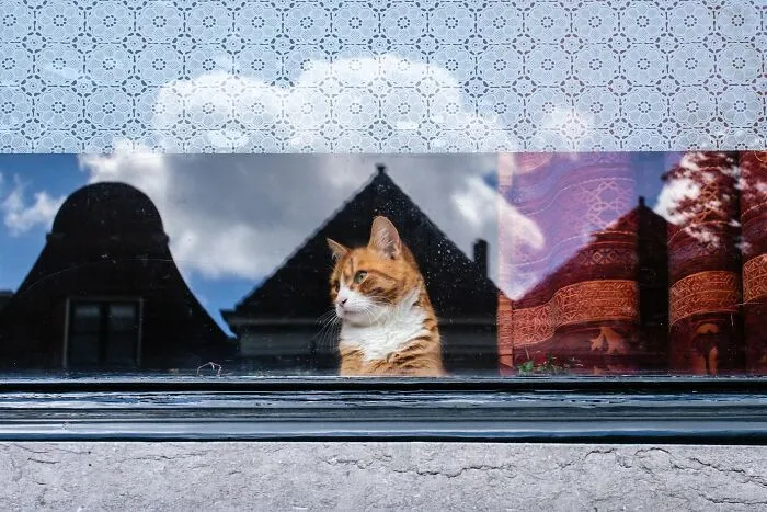 This Street Photographer Took 26 Pics Capturing Animals’ Odd And Hilarious Moments