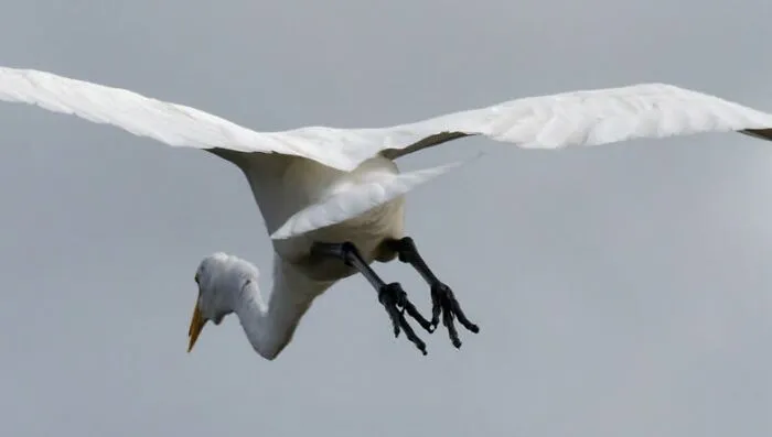 Wildlife photo of white bird in mid-flight with wings spread