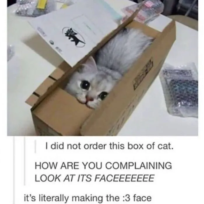 48 Of The Funniest Cat Memes Shared By This Page That Are Impossible Not To Laugh At