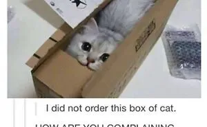 48 Of The Funniest Cat Memes Shared By This Page That Are Impossible Not To Laugh At