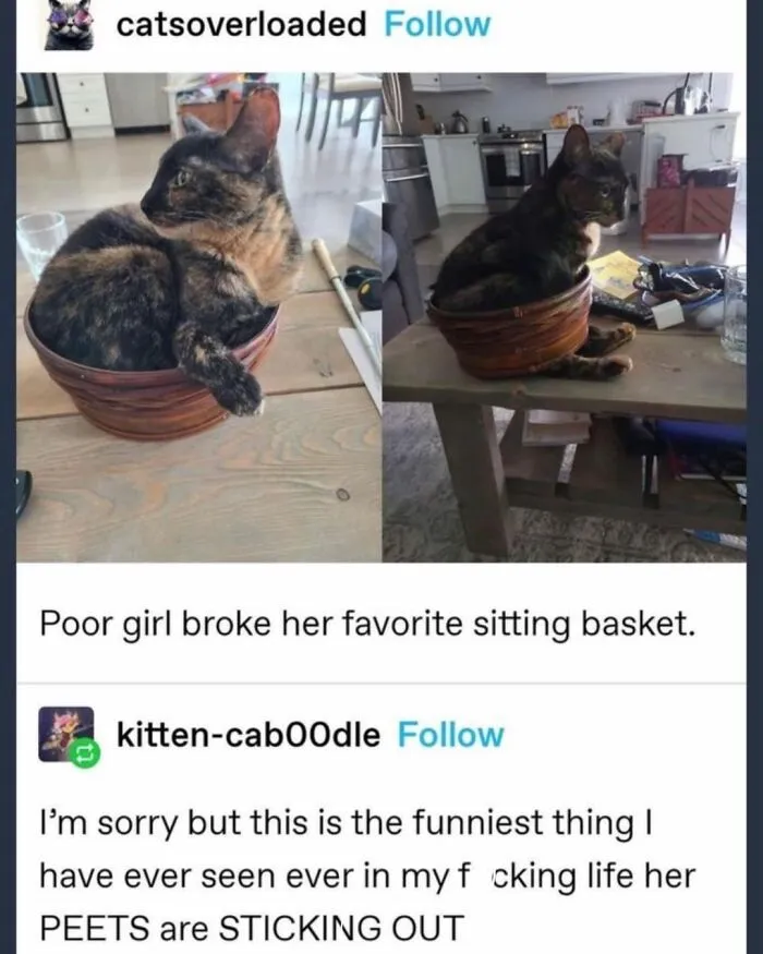 48 Of The Funniest Cat Memes Shared By This Page That Are Impossible Not To Laugh At