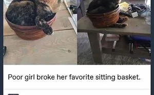 48 Of The Funniest Cat Memes Shared By This Page That Are Impossible Not To Laugh At