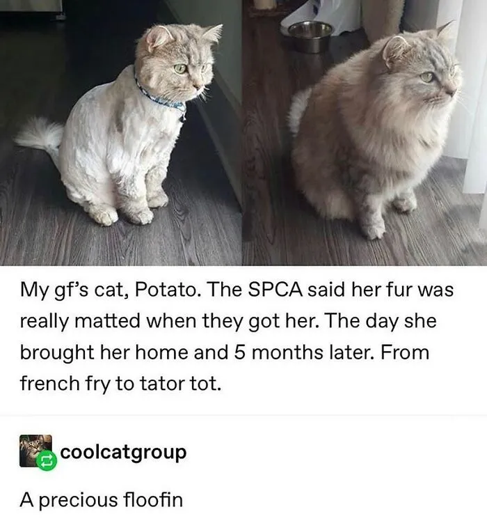 48 Of The Funniest Cat Memes Shared By This Page That Are Impossible Not To Laugh At