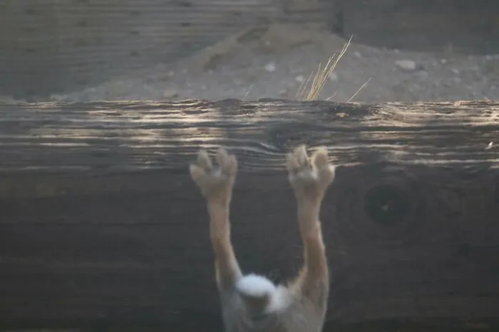 Wildlife photo of animal paws hanging over wooden log