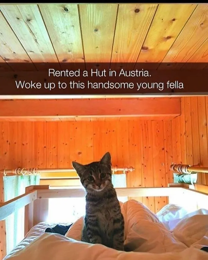 48 Of The Funniest Cat Memes Shared By This Page That Are Impossible Not To Laugh At