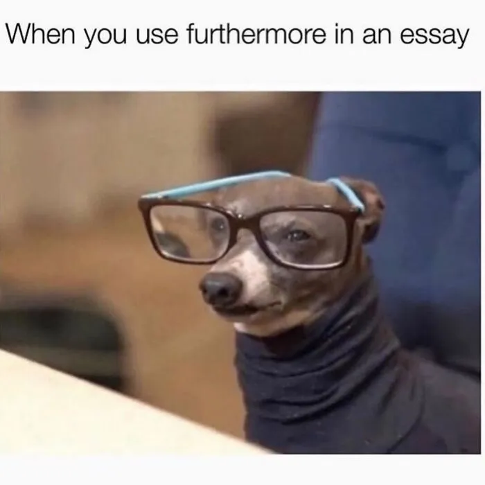 Hilarious dog meme: A dog wearing glasses and a black turtleneck, looking intellectual, like a comedian.