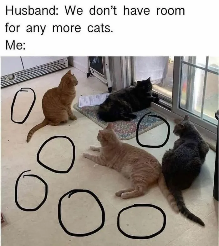 48 Of The Funniest Cat Memes Shared By This Page That Are Impossible Not To Laugh At