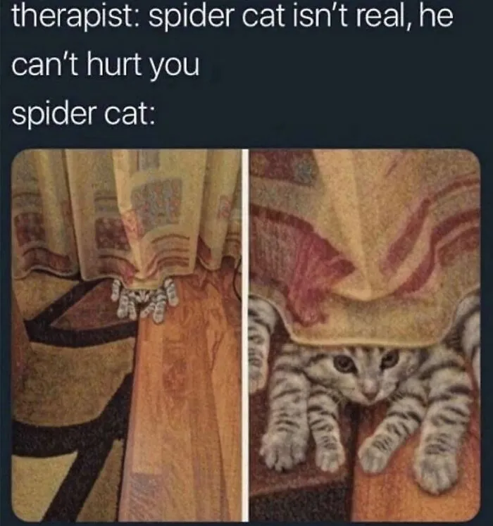 48 Of The Funniest Cat Memes Shared By This Page That Are Impossible Not To Laugh At