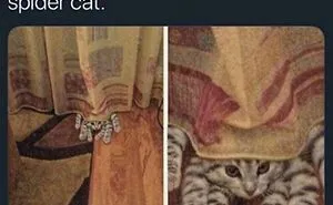 48 Of The Funniest Cat Memes Shared By This Page That Are Impossible Not To Laugh At