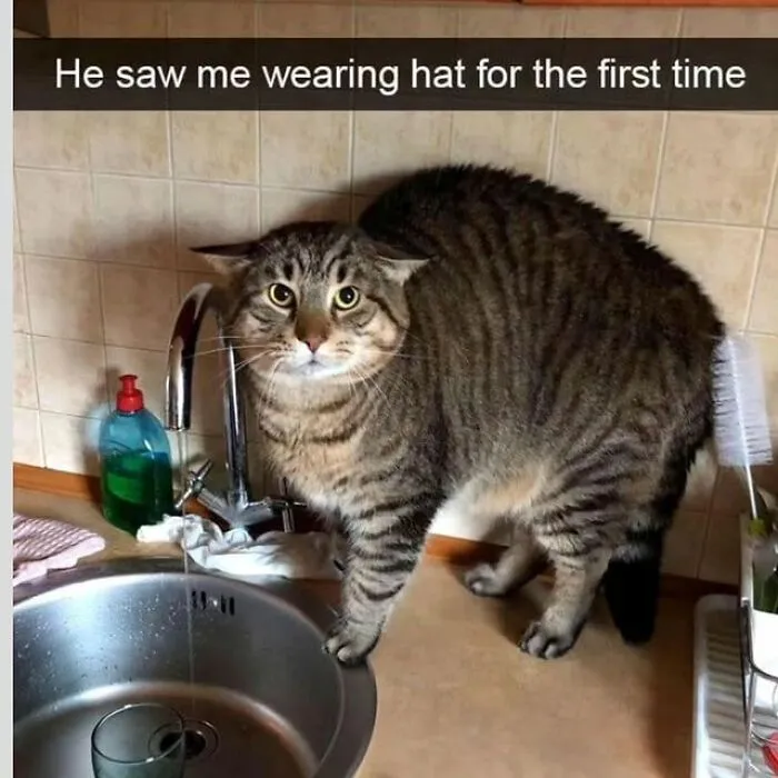 48 Of The Funniest Cat Memes Shared By This Page That Are Impossible Not To Laugh At