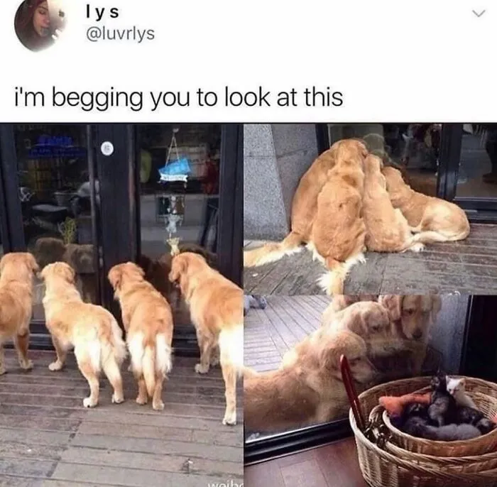 76 Funny Jokes Shared By The “Spicy Dog Memes” Page That Dog Owners Might Instantly Relate To