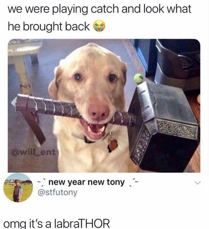 76 Funny Jokes Shared By The “Spicy Dog Memes” Page That Dog Owners Might Instantly Relate To
