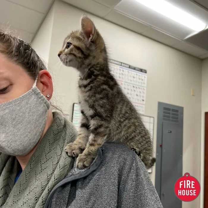 This Page Shared 45 Pics Of Cats Who Turned Routine Vet Visits Into Comedy